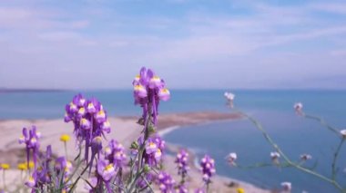 Güzel Mor Linaria Haelava Çiçekleri Ölü Deniz kıyısında çiçek açıyor.