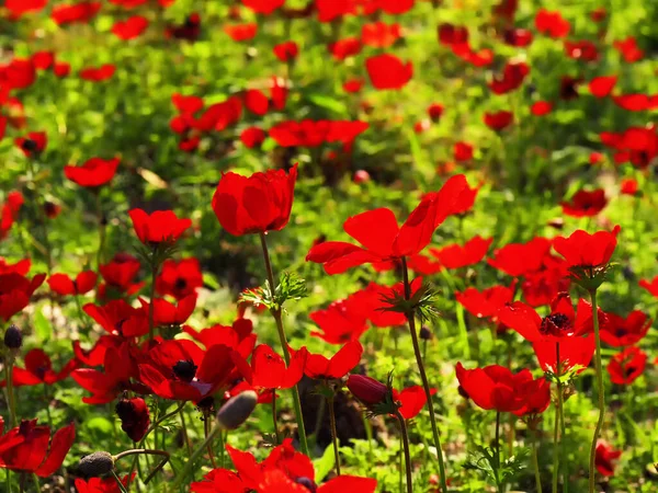 Fleurs Rouges Herbe Vert Vif Dans Journée Ensoleillée — Photo