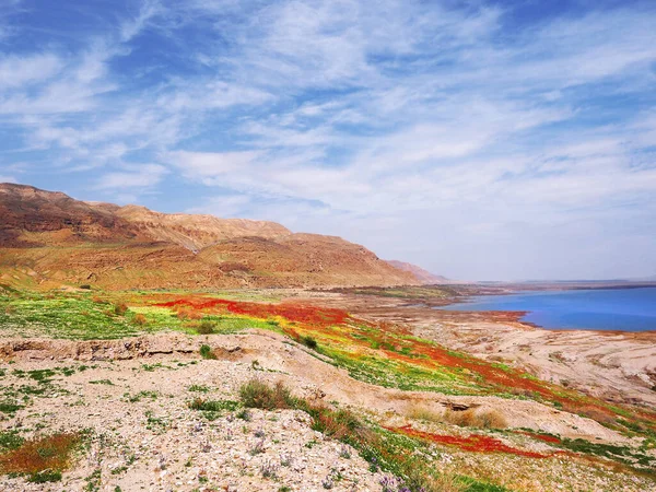 După Ploi Abundente Țărmul Mării Moarte Fost Acoperit Flori Roșii — Fotografie, imagine de stoc