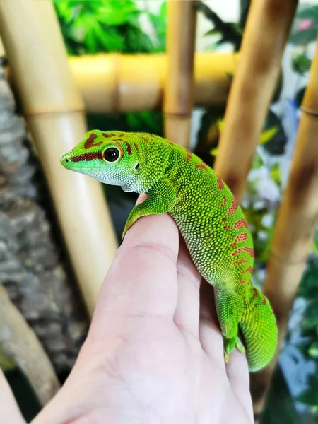 Piękny Zielony Madagaskar Phelsuma Ludzkiej Dłoni — Zdjęcie stockowe