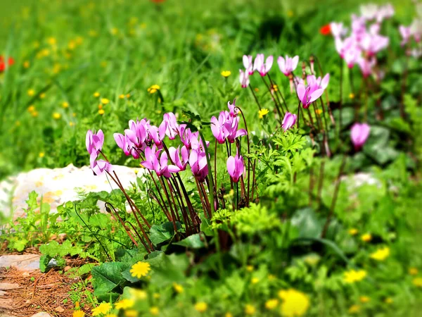 Leuchtend Rosa Wilde Alpenveilchen Und Junges Gras Auf Verschwommenem Hintergrund — Stockfoto