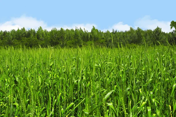 Fresh Green Unripe Wheat Ears Edge Forest — Stock Photo, Image