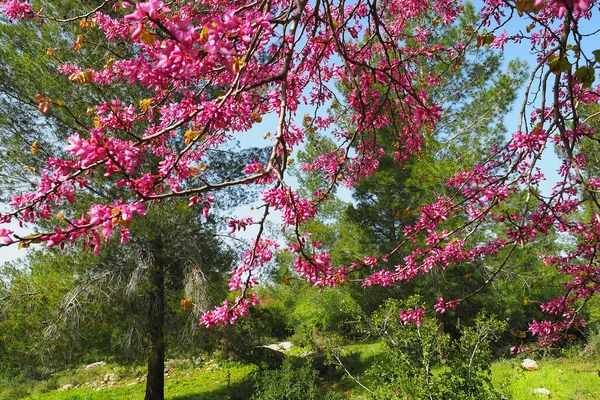 Pink Branches Blossoming Tree Green Forest Judas Tree Cercis Siliquastrum — Stock Photo, Image