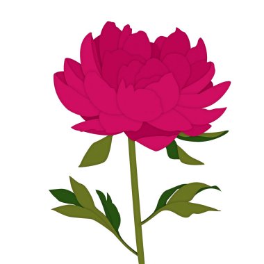 Beyaz üzerine izole edilmiş pembe şakayığın sanatsal çizimi