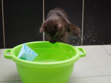 Küçük İngiliz çikolata renkli kedi yavrusu yeşil bir kase suda yüzen kağıt bir tekneyle oynuyor.