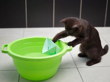 Küçük İngiliz çikolata renkli kedi yavrusu yeşil bir kase suda yüzen kağıt bir tekneyle oynuyor.