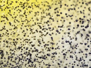 Karpuz üzerinde yuvarlak beyaz ve siyah küf oluşumu