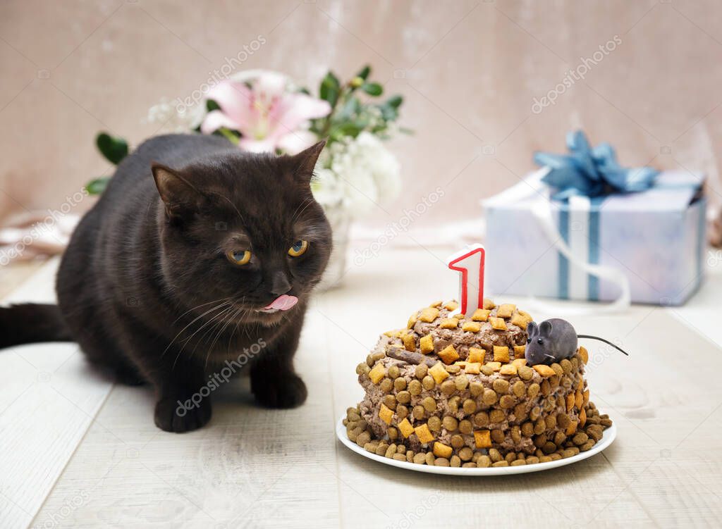 British kitten received a cake of cat paste and chips as a birthday present