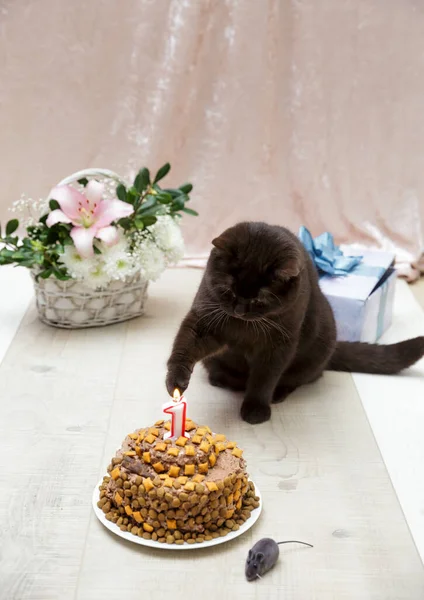 Brytyjski Kociak Otrzymał Tort Kocią Pastą Frytkami Jako Prezent Urodzinowy — Zdjęcie stockowe