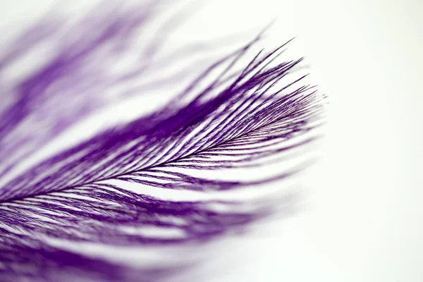 purple air fancy bird feather for background