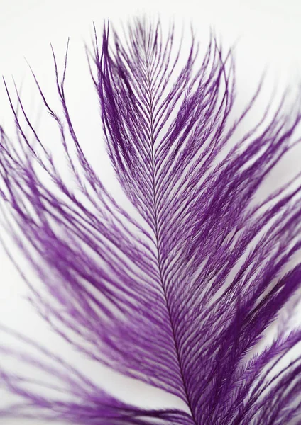 Purple Air Fancy Bird Feather Background — Stock Photo, Image