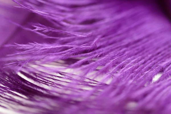 purple air fancy bird feather for background