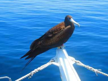 Kuşlar, Galapagos, Ekvator. 