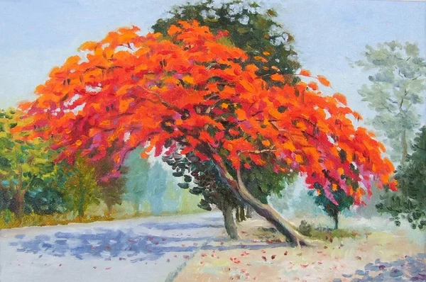 Colorido de árvore de flores de pavão na beira da estrada e luz do sol — Fotografia de Stock