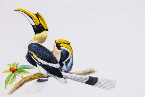Malba akvarel Hornbill pták. — Stock fotografie
