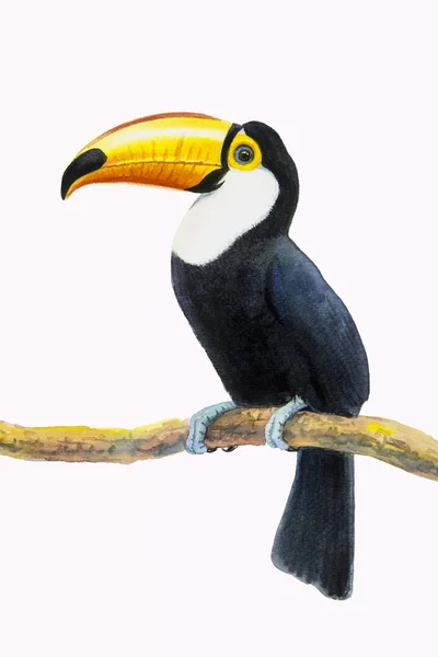 Toucan-vogel zittend op de tak — Stockfoto