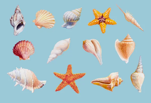 Mollusques et étoiles de mer dessinés à la main sur fond blanc . — Photo