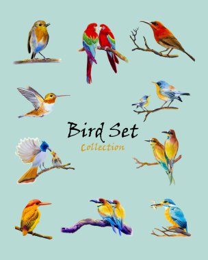 Kuş seti suluboya orijinal kuş rengi ya da güzel bir koleksiyon, vektör illüstrasyonu beyaz arka planda izole. Boyalı el çizimi gerçekçi kuş vahşi yaşam için güzel küçük hayvan seti.