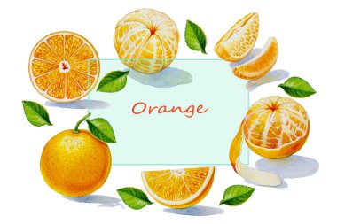 Yaz dönemi portakal koleksiyonu, izole edilmiş. Orijinal el çizimi suluboya resimler, beyaz zemin üzerine resim, eğlenceli parti için poster kağıdı, reklam afişi ve broşürler.. 