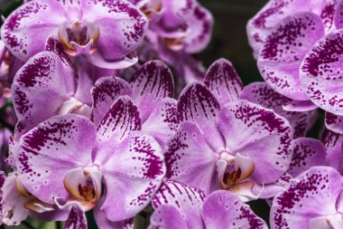 Mor orkide