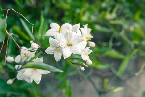 Жасминовые цветы — стоковое фото