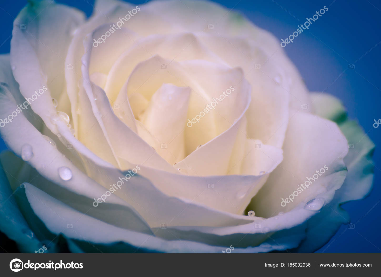 Belle Tête De Fleur Rose Blanche Photographie Vtkach