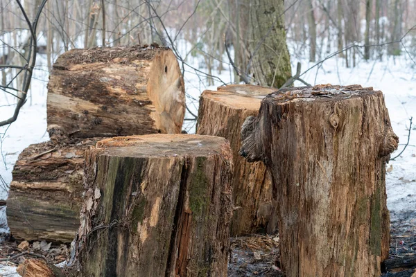 Abattage sanitaire des arbres dans la forêt — Photo