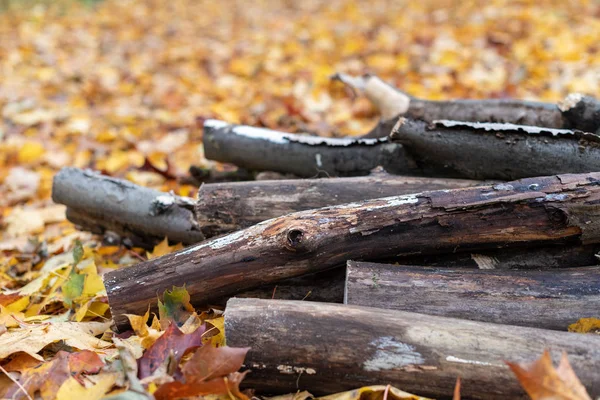 Coupe sanitaire des arbres dans la forêt — Photo