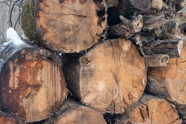 Abattage sanitaire des arbres dans la forêt — Photo