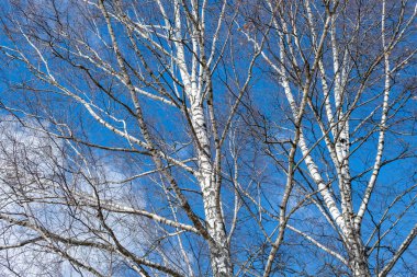 İlkbaharda yaprakları olmayan yemyeşil huş ağaçları