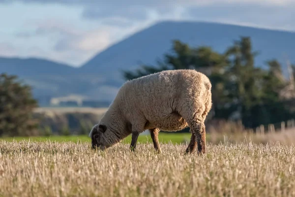 牧草地に放牧された羊1頭 — ストック写真