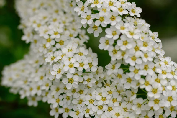 Thunberg s луки солодкі весняні квіти — стокове фото