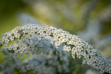 Küçük beyaz çiçek kümeleri ve spiraea tomurcukları, seçici odak ve arka planda çalılıklara yakın çekim Grefsheim çeşitliliği. Gri Spirea zararlılara ve hastalıklara karşı dirençli.