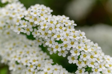 Küçük beyaz çiçek kümeleri ve spiraea tomurcukları, seçici odak ve arka planda çalılıklara yakın çekim Grefsheim çeşitliliği. Gri Spirea zararlılara ve hastalıklara karşı dirençli.