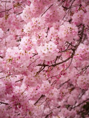 Sakura (kiraz Festivali) - portre üzerinde kiraz çiçeği - Japonya