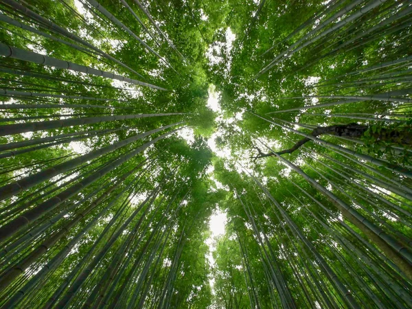 Bamboo Plantering Arashiyama Kyoto Japan — Stockfoto