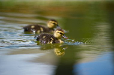 Ördek gölet üzerinde. Küçük ördek yavrusu.