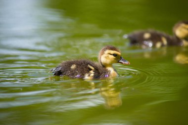 Ördek gölet üzerinde. Küçük ördek yavrusu.