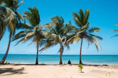 okyanus kıyısında Hindistan cevizi avuç içi.
