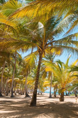 okyanus kıyısında Hindistan cevizi avuç içi.