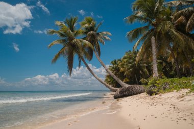 okyanus kıyısında Hindistan cevizi avuç içi.