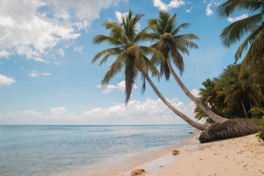 okyanus kıyısında Hindistan cevizi avuç içi.