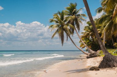 okyanus kıyısında Hindistan cevizi avuç içi.