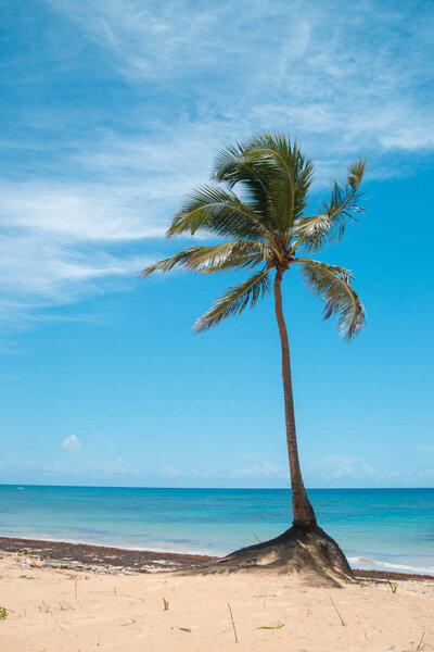 Coconut palms on the ocean shore.