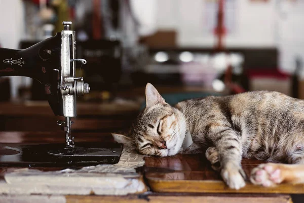 Eski dikiş makinesi ile masada uyuyan kedi