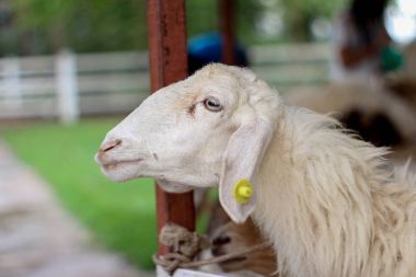 Beyaz Keçi çiftliğinde, yumuşak odak