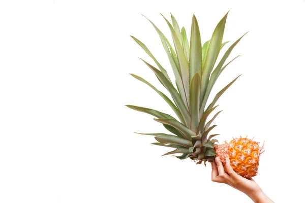 Handen met een ananas geïsoleerd op een witte achtergrond met kopie ruimte — Stockfoto