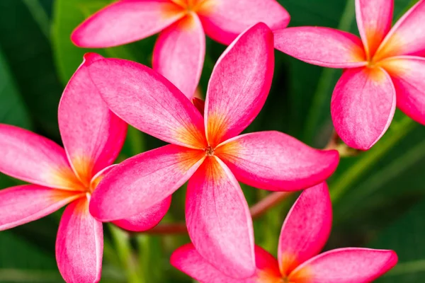 Ljusa rosa plumeria blommar på träd, vacker blomma — Stockfoto