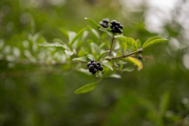 Bir dalda kara dutlar