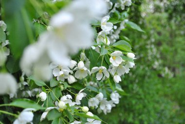 Vahşi elma ağaçlarının bahar çiçekleri
